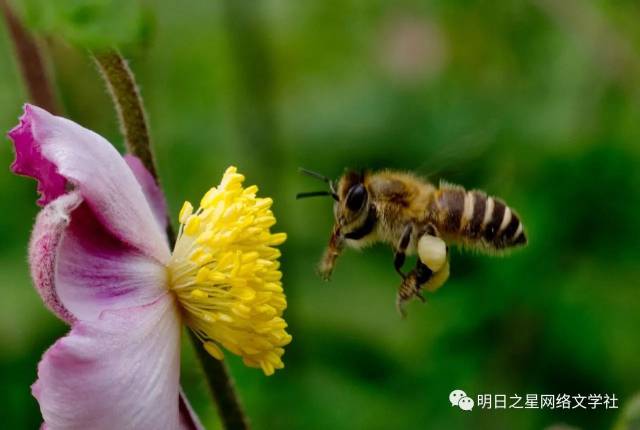 【浙江】张浩然《美丽的西湖》《我是一只小蜜蜂》指导老师:胡颖