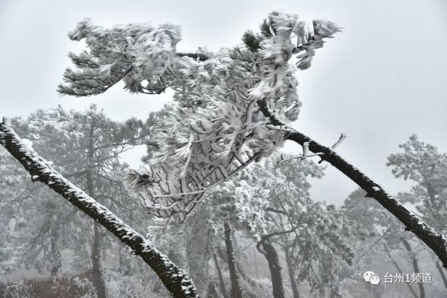 雾凇丨天台华顶的冰雪奇缘