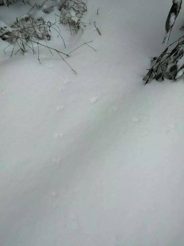 雪后,金寨大山里野猪,黄羊,野兔,野鸡都出来了