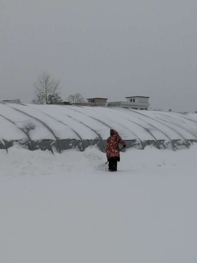 苗木人如何对抗2018暴雪(图2) 苗木人如何对抗2018暴雪(图2)