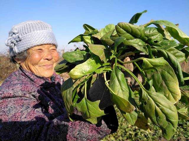 农村路边遇到老奶奶拔菜,我给了十块钱奶奶竟然这么做