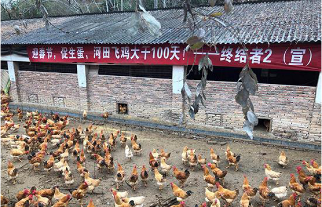 在家怎么养鸡最简单 72836a3cbfdc4fafaaeae21ce097d411.jpg