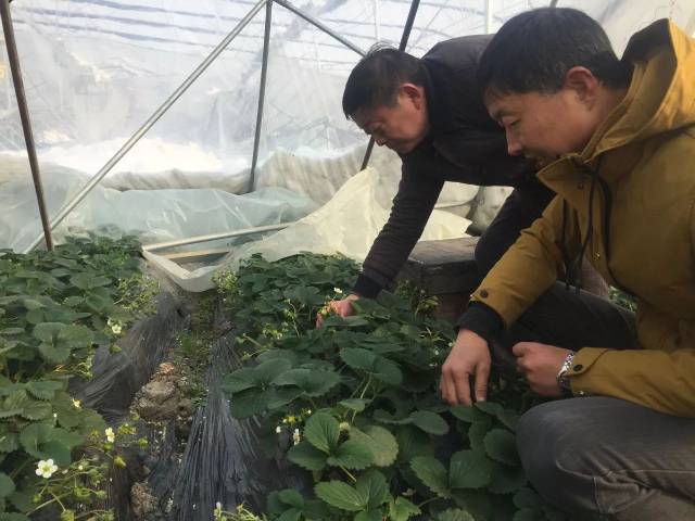 ͼϷʶദ߲˴ݮﱻѩѹأҵ