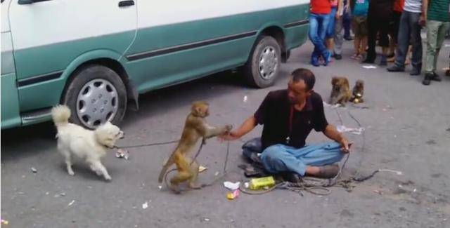 猴和狗被拉到集市赚钱,猴子不停揍狗狗,旁人扔钱看戏