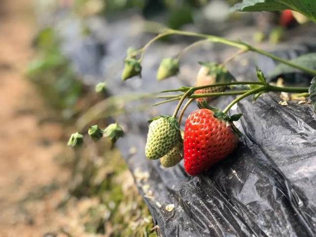 ͼϷʶദ߲˴ݮﱻѩѹأҵ