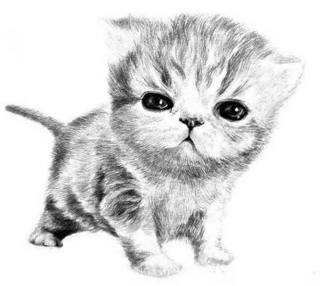 素描动物小猫咪的绘画步骤教程