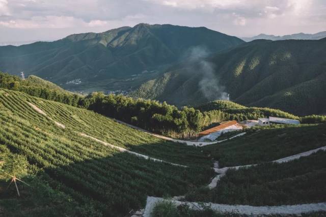 位于天泉山的茶场