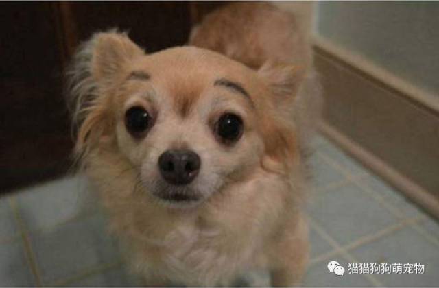 给狗狗画上眉毛之后真是太有喜感了