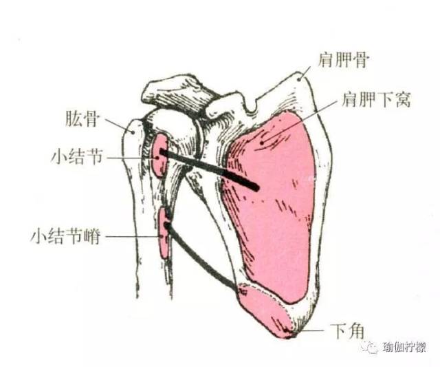 手臂上举也可以开肩,这件事你知道吗?