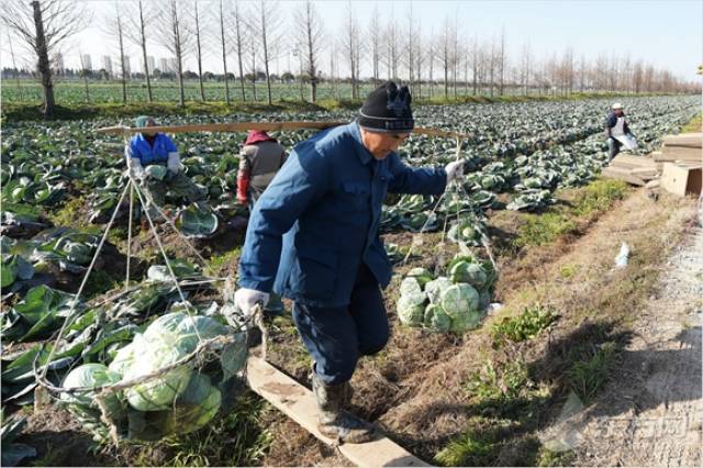 探访上海最大蔬菜生产基地 请放心!本地蔬菜供