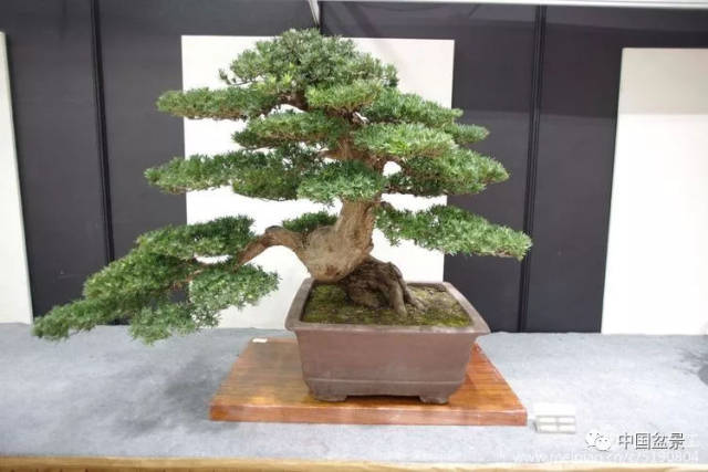 此次活动由如皋市和上海植物园共同遴选150盆精品盆景进行现场展示