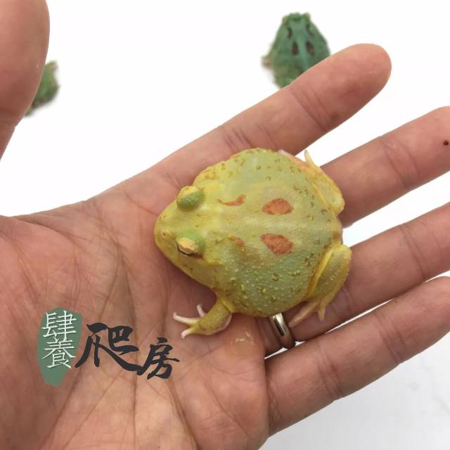 这两种角蛙的名字有点好听!蓝宇治金时和莱姆皮卡丘!