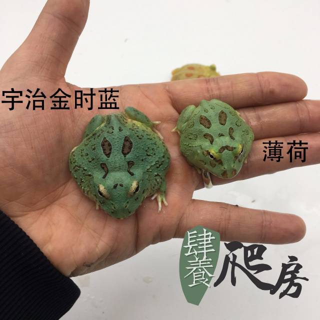 这两种角蛙的名字有点好听!蓝宇治金时和莱姆皮卡丘!