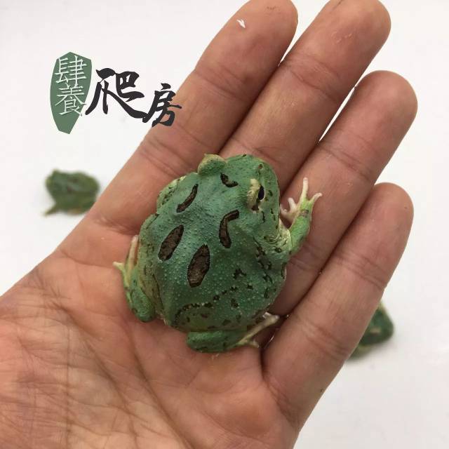 这两种角蛙的名字有点好听!蓝宇治金时和莱姆皮卡丘!