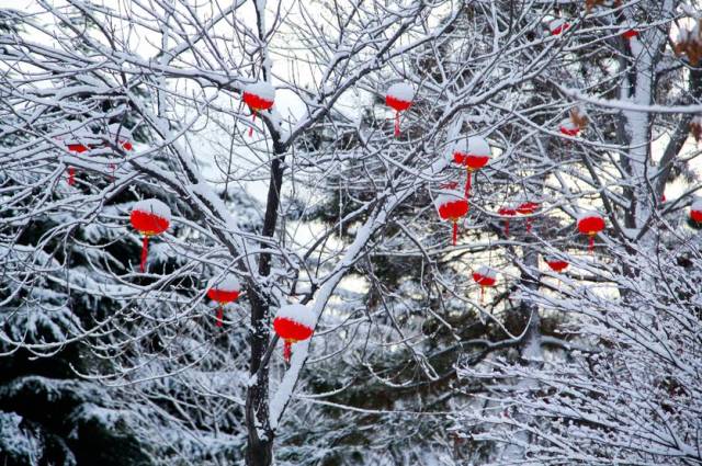 听说山上有棵柿子树 数不清看过几百年的白雪