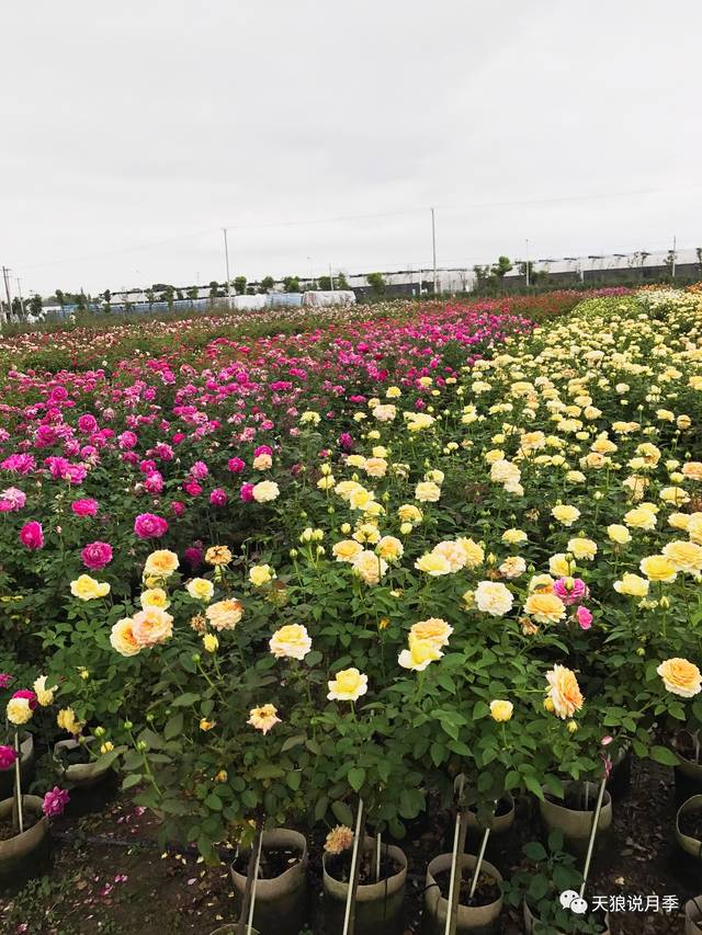 招聘|天狼月季的2018,想和你一起栽花种草