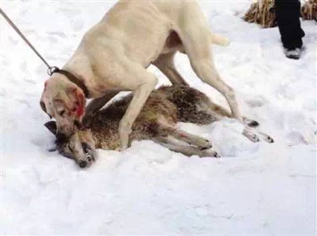 灰狼进村咬死羊 蒙古猎犬和康熙猎犬咬死狼