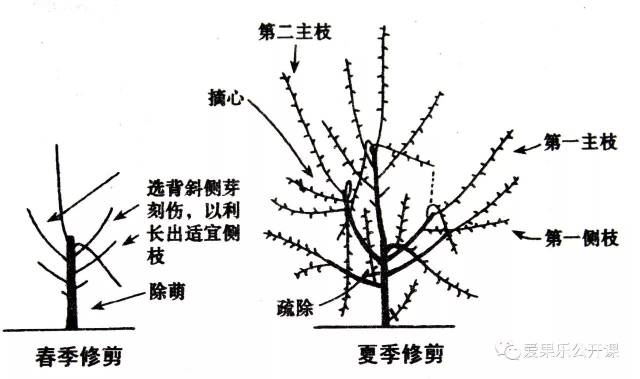 栽后第二年要着重选培第三主枝或第一,第二主枝上的第一侧枝