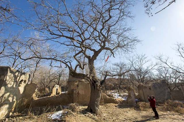 河南安阳:马投涧镇发现千年皂角树,村民当神树保护,有