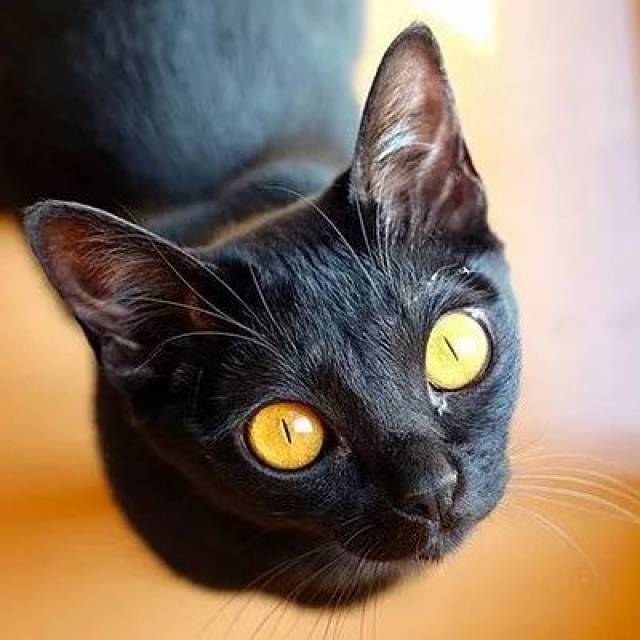 科普|啊这猫咬我!咬人的凶猫你得这样治