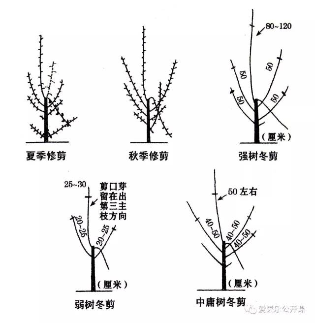 苹果树主干疏层形合理整形修剪