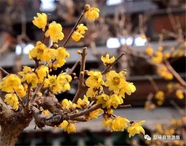 踏雪寻梅,花开鄢陵,在中国蜡梅文化之乡,寻觅冬季的芳香