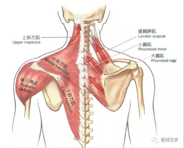 外侧至锁骨外1/3后上方.起止点