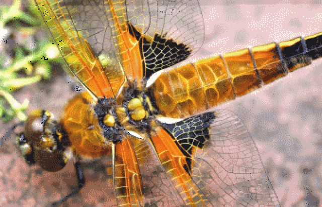 【美图欣赏】裸眼3d动态图(捂一支眼睛看更美)