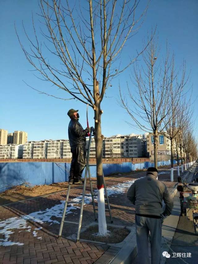 【住建动态】园林绿化管理处进行冬季树木修剪工作