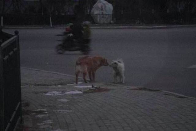 狗狗在街边淋雨狂吠,宠物店老板的举动却让人心头一暖