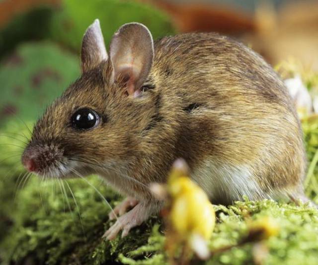 鼠是哪个仙家 14262d437e2b454b97ea6dff1d85b32e.jpeg