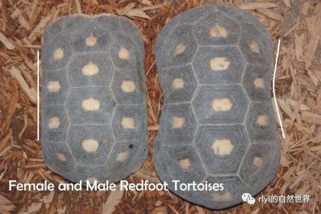 红腿陆龟的饲养--从入门到繁殖(上)