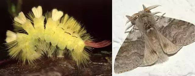 毒蛾是能与刺蛾比肩的蛾子,毒蛾的幼虫也长有成簇的毒毛,腹部背侧面有