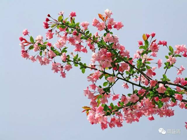 海棠花开古昌州
