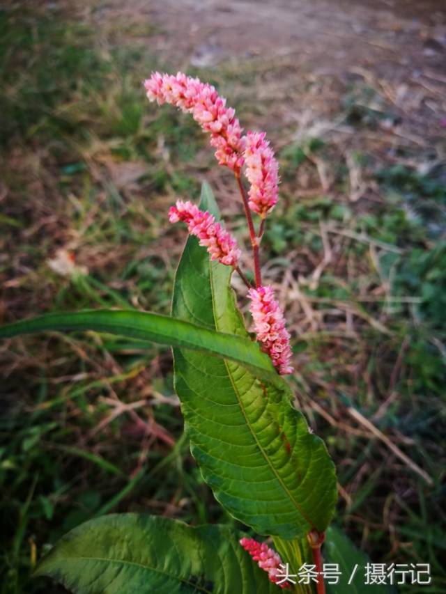 一种冬日开红色花的植物,有人说是做酒曲的曲花,您看是吗_手机搜狐网