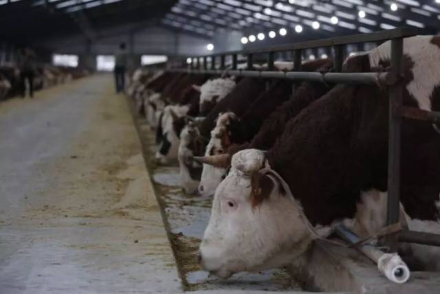 美国肉类出口协会来访中国畜牧业协会