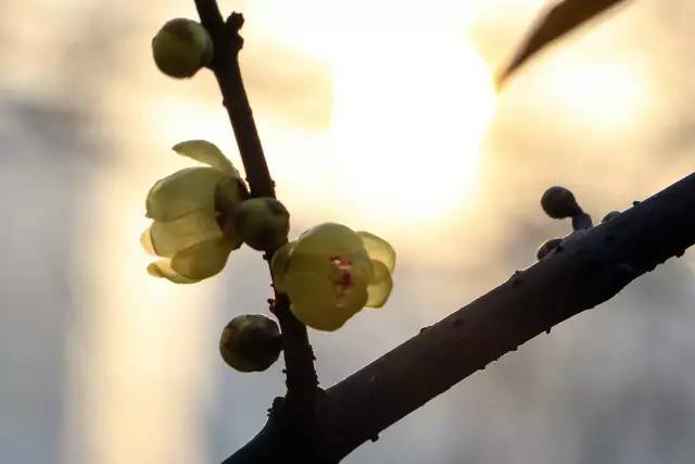 如何把腊梅拍清晰?这些技术要掌握