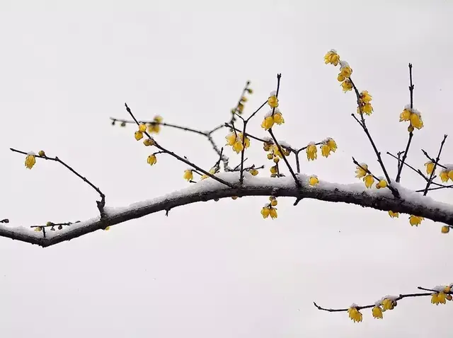 腊梅映雪,暗香浮动!
