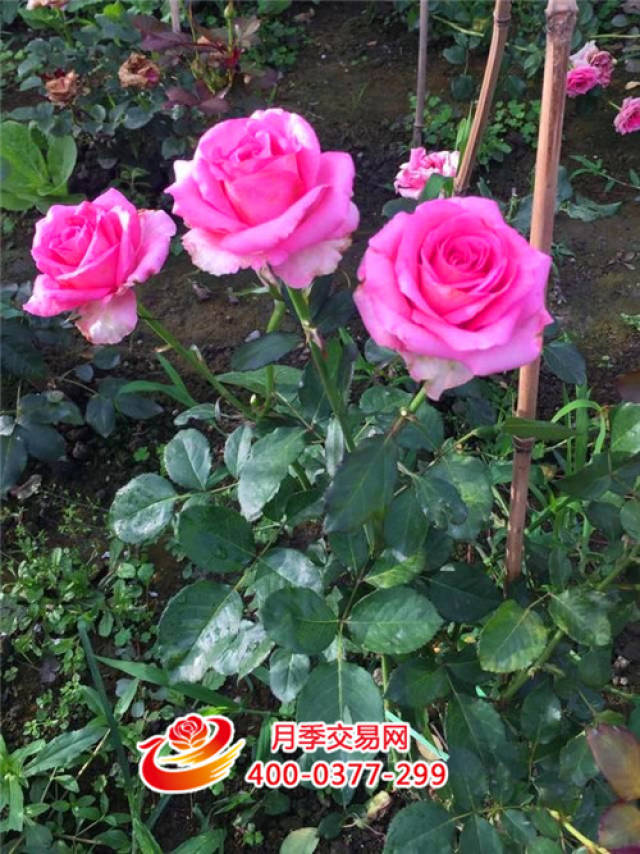 月季的户外管理(图1) 月季的户外管理(图1)