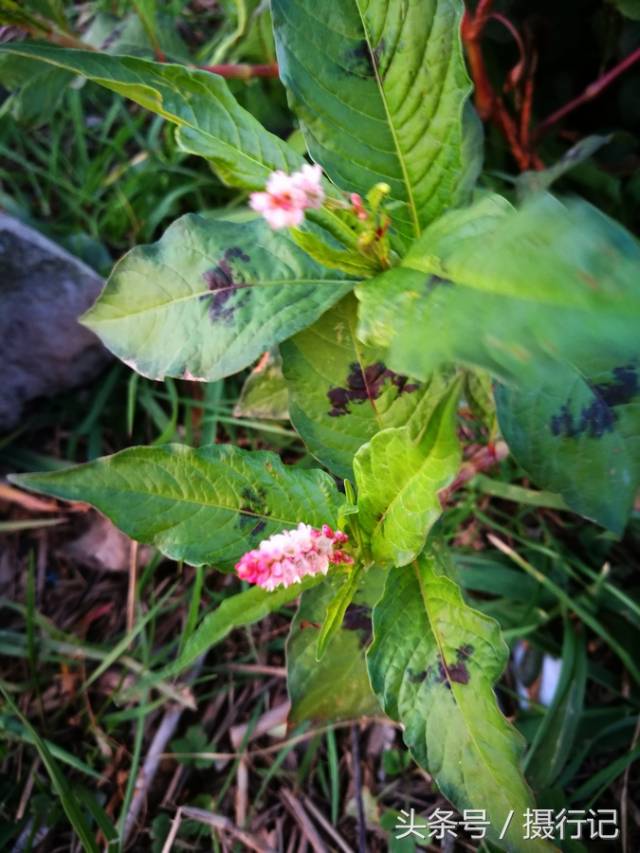 一种冬日开红色花的植物,有人说是做酒曲的曲花,您看是吗