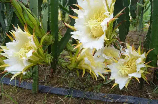 这个霸王花,开花又大又霸气,炖猪蹄特好吃