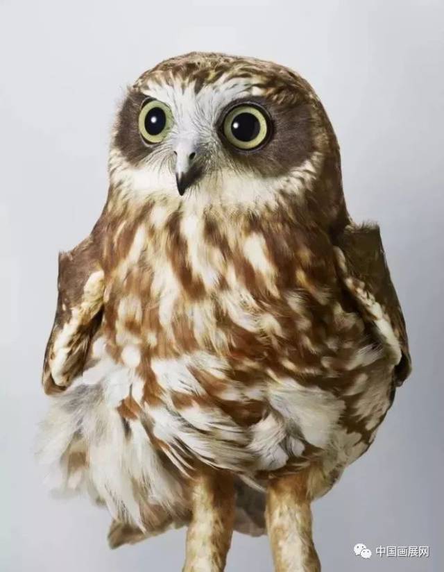 barking owl 猫头鹰