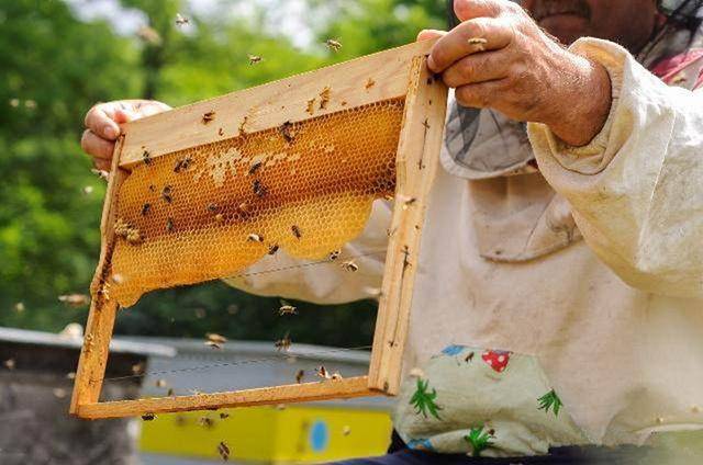 蜂头领 蜜蜂生活习性研究