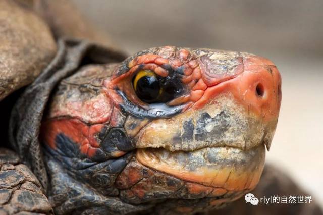 红腿陆龟的饲养——从入门到繁殖(上)