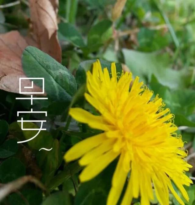 微信早安语录图片唯美带字