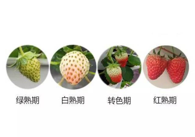 夜间8-12℃ 草莓果实的成熟过程主要经历四个时期: 绿熟期:花瓣落后7