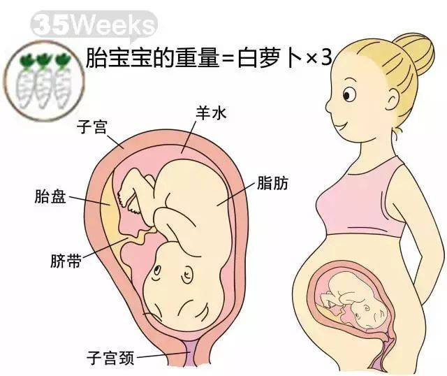 1-40周胎儿变化详情,看看你的宝宝到哪个阶段了?