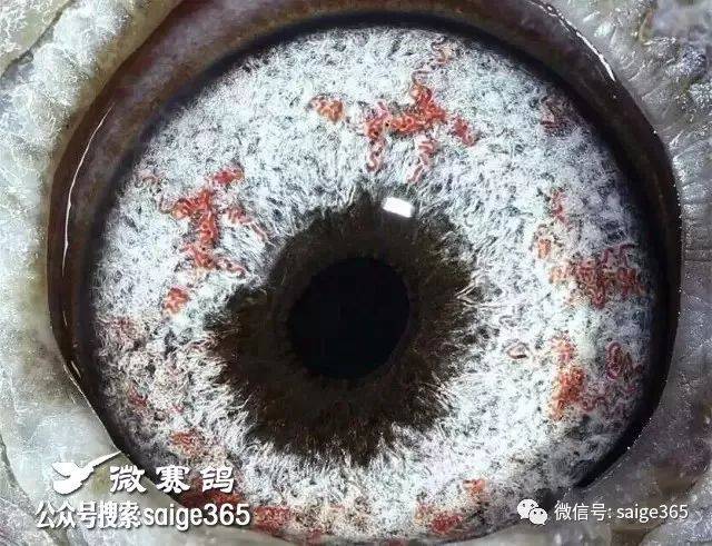 【产品名称】:眼镜式看鸽眼放大镜  【产品材质】:abs全新塑料,高