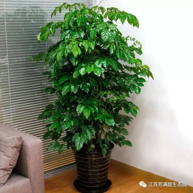 发财 2种花一起养,团团圆圆运势更旺,让你2018年发大财!