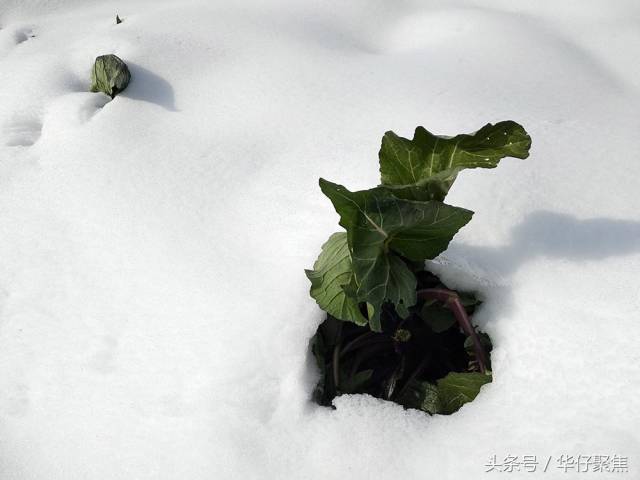 菜农雪地里刨白菜,冰雪天蔬菜价格上涨,天气是主要影响因素